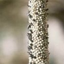 Fungi described in 1967