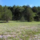 Tennessee state forests