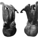 Molluscs described in the 20th century