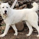 Central Asian Shepherd Dog