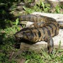 Taxa named by Ayrton K. Péres Jr