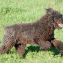 Sardinian Shepherd Dog