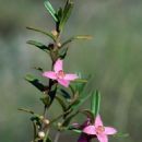 Taxa named by Ernst Betche