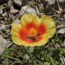 Taxa named by Friedrich Alexander Buhse