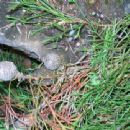 Taxa named by Donald McGillivray