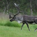 Reindeer