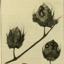Fungi described in 1981