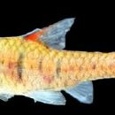 Fish described in the 20th century