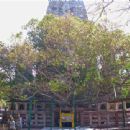 Buddhist pilgrimage sites in India