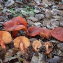 Fungi described in 1907
