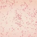 Bacteria described in 1901