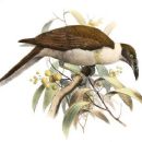 Birds of the Admiralty Islands