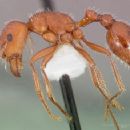 Insects of the United States