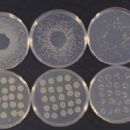 Bacteria described in 1904