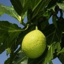 Breadfruit