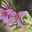 Taxa named by Friedrich Gottlieb Bartling