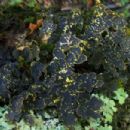 Taxa named by Churchill Babington