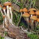 Fungi described in 1957