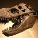 Transitional fossil