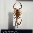 Scorpions of Australia