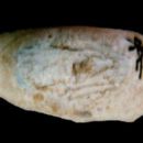 31st-century BC women rulers