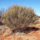 Taxa named by Barbara Rae Randell