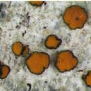 Taxa named by Harrie Sipman