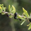 Taxa named by Carl Lebrecht Udo Dammer