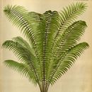 Taxa named by August W. Eichler