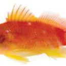 Taxa named by Alejandro Pérez-Matus