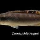 Taxa named by Alex Ploeg
