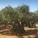 Gethsemane