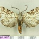 Moths described in 1949