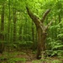 Biosphere reserves of Bulgaria