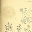 Fungi described in 1902