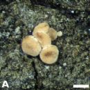 Taxa named by Brian John Coppins