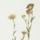 Taxa named by Carl Heinrich "Bipontinus" Schultz