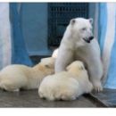 Polar bear