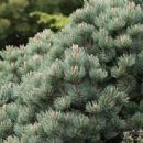 Flora of Coahuila