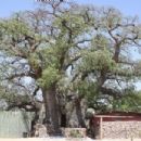 Individual trees in Namibia