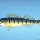 Taxa named by Bruce A. Thompson