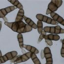 Fungi described in 1947