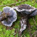 Fungi described in 1964