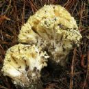 Fungi described in 1974