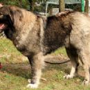 Animal breeds originating in Azerbaijan