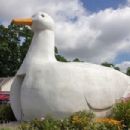 Ducks in popular culture