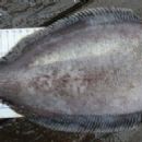 Blackfin flounder