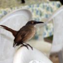 Birds of Dominica