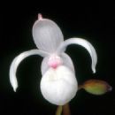 Endemic orchids of Mexico