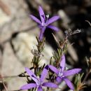 Taxa named by Edwin Percy Phillips